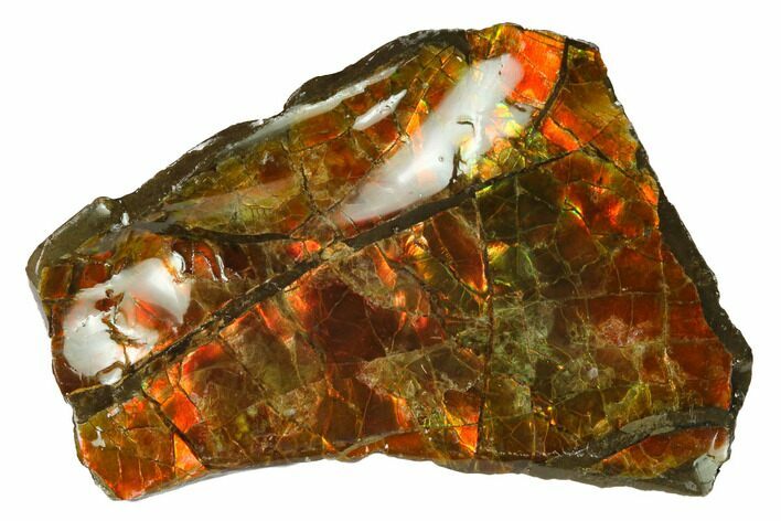 Iridescent Ammolite (Fossil Ammonite Shell) - Alberta, Canada #143543